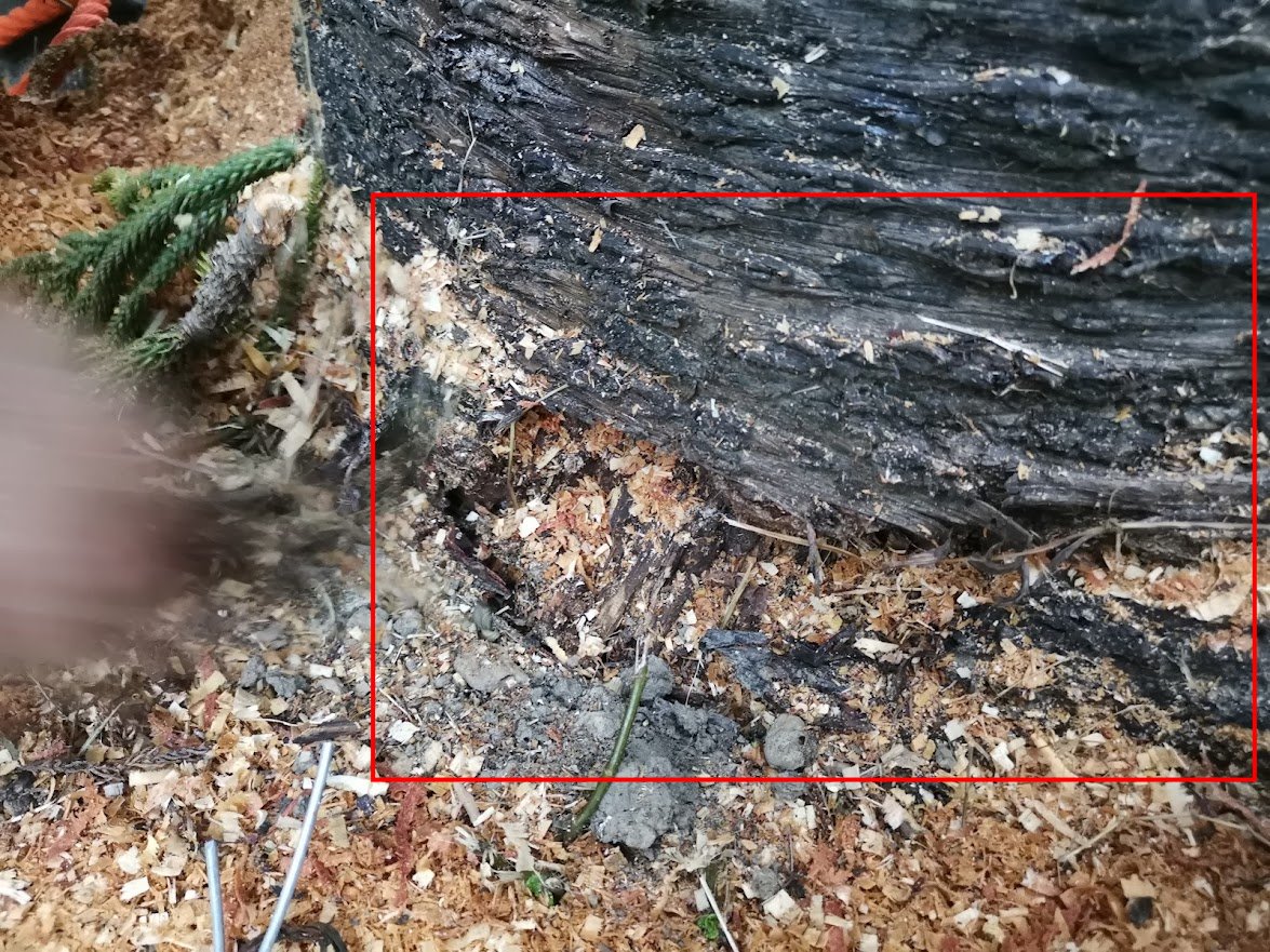 圖片標題:11009241