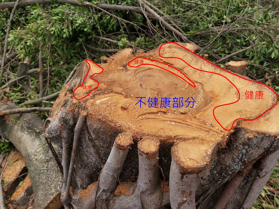 圖片標題:11009244