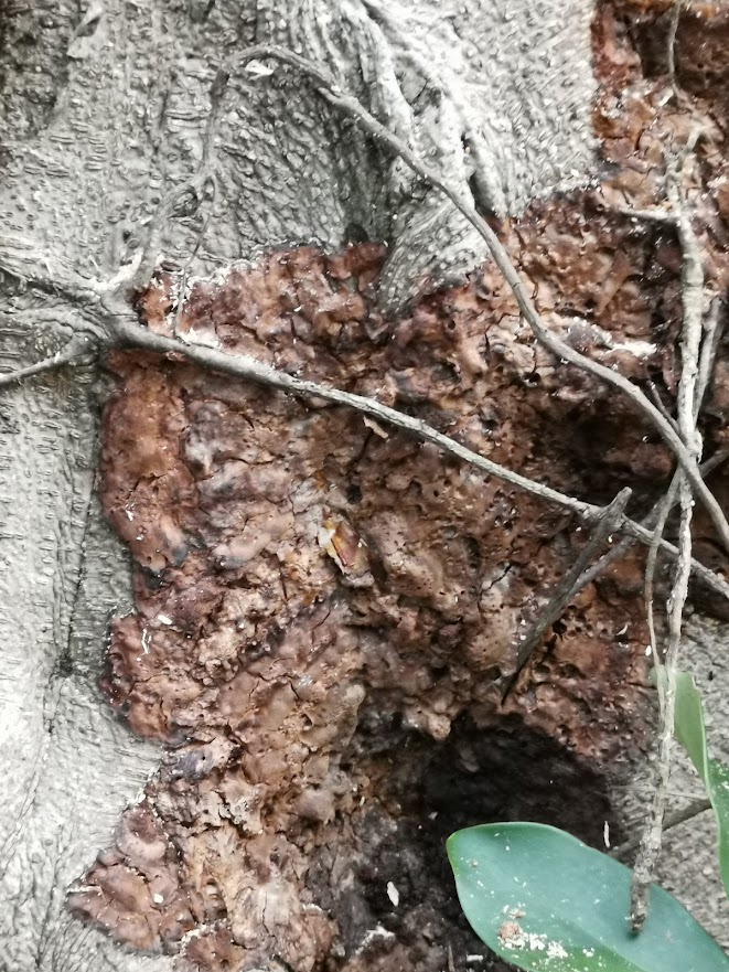 圖片標題:11009245