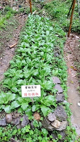 圖片標題:圖五、益菌土肥沃東吳健康有機農場