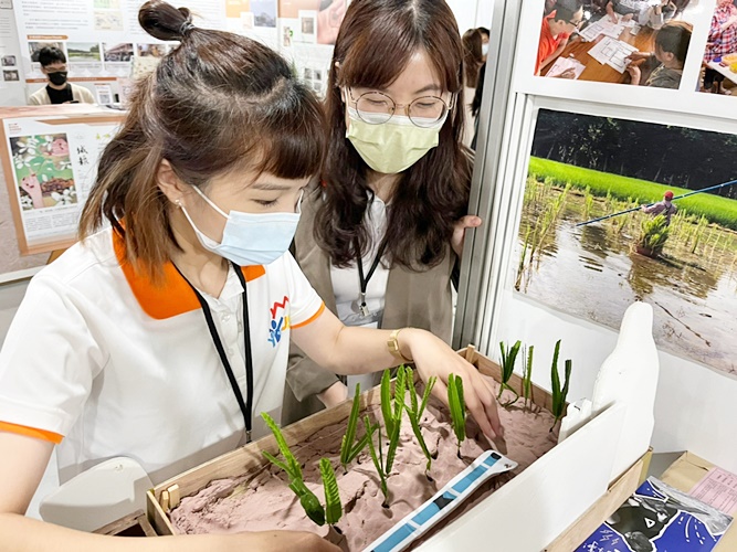 圖片標題:萬心蕊副教授計畫團隊茭白筍種植體驗
